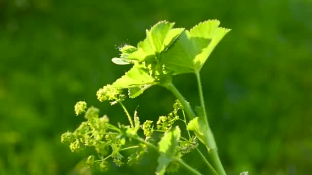 風静的カメラのビデオでカフ植物アルケミラモリス。現場の薬用植物 — ストック動画