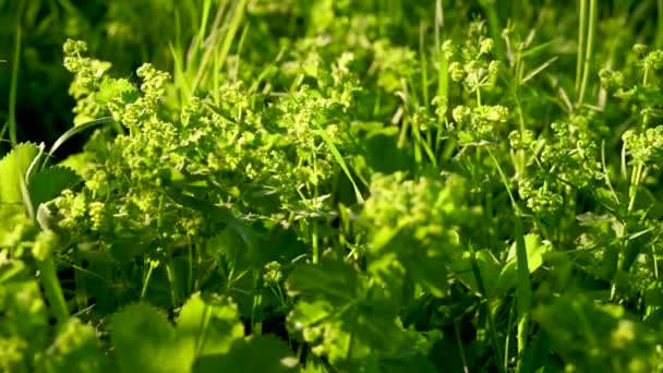 Planta manguito alquimilla mollis panorama video. Planta medicinal en el campo — Vídeos de Stock