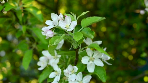 La pomme fleurit au printemps. Caméra vidéo statique. Belle branche d'arbre à l'ombre. — Video