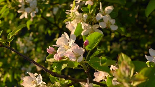 Eine wunderschöne Apfelblüte im Gegenlicht bei Sonnenuntergang. Sonnenlicht. Video. — Stockvideo