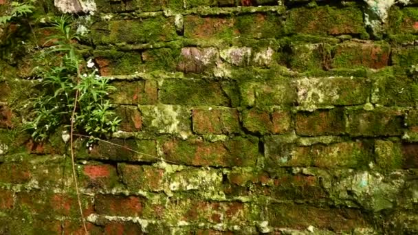 グランジのスタイルで、古いレンガの壁の質感の背景。パノラマカメラビデオ. — ストック動画