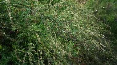 Sonbaharda acı Wormwood, bitkinin olgun tohumları. Statik kamera.