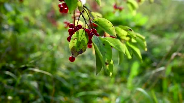 Wiciokrzew to trujący krzew z czerwonymi jagodami, oświetlony słońcem. Lonicera ksylosteum — Wideo stockowe