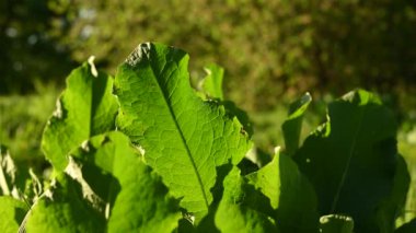Rumex, rüzgar statik kamerasında yaprakları topladı. Güneş ışığı 4K görüntüsü.