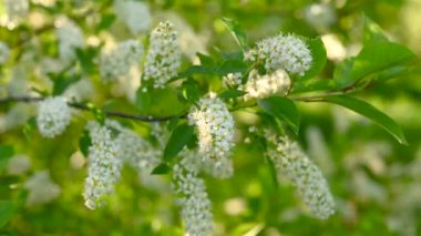 Rüzgar videosundaki bahar ağacında güzel kuş kirazları çiçek açıyor..