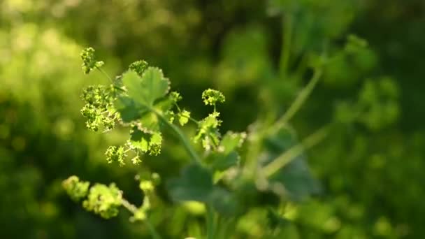 Manguito planta alchemilla mollis no vento câmera estática vídeo. Planta medicinal no campo — Vídeo de Stock