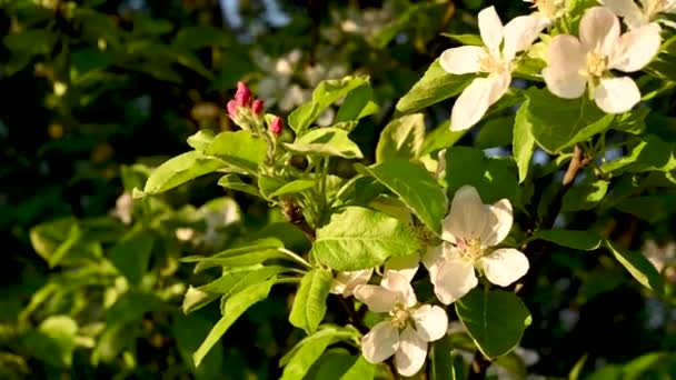 Fioriture di mele in primavera. Videocamera statica. Bello ramo d'albero all'ombra. — Video Stock