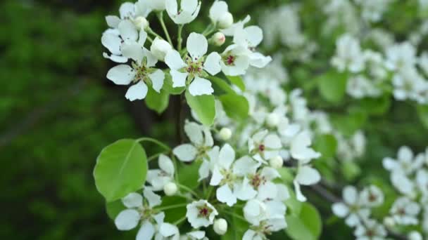 Pêra flores ramos na primavera. Imagens de vídeo Panorama. — Vídeo de Stock