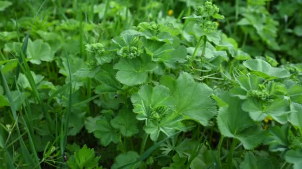 Рослина з манжетами Alchemilla mollis панорамне відео. Лікарська рослина в полі — стокове відео