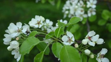 Armut çiçekleri baharda dallanır. Panorama video görüntüleri.