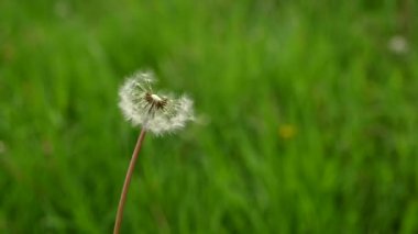 Uçan tohumlarla rüzgârda karahindiba. Ağır çekim. Statik kamera.