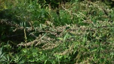 Sonbaharda acı Wormwood, bitkinin olgun tohumları. Statik kamera.