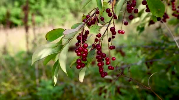 Zimolez je jedovatý keř s červenými bobulemi, ozářený sluncem. Lonicera xylosteum — Stock video