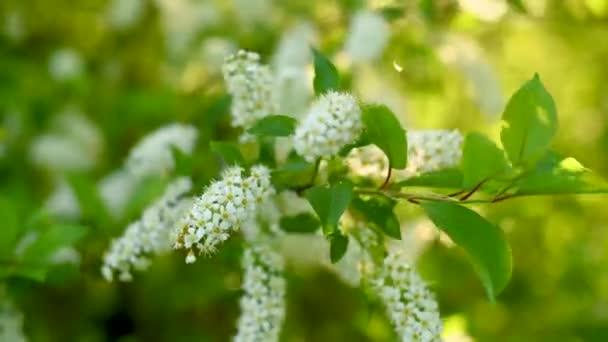 Beautiful bird cherry blossoms in the spring tree in the wind video. — Stock Video