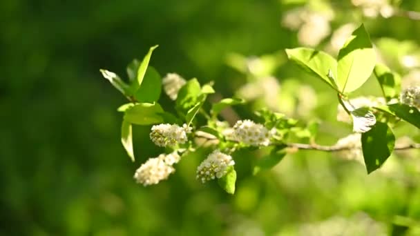 Vackra fågel körsbär blommar i vårträdet i vinden video. — Stockvideo