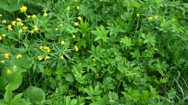 Sarı düğün çiçeği ve tarladaki aegopodyum bitkisi. Ranunculus. Panorama videosu.