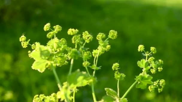 Bilincs növény alchemilla mollis a szél statikus kamera videó. Gyógynövény a terepen — Stock videók