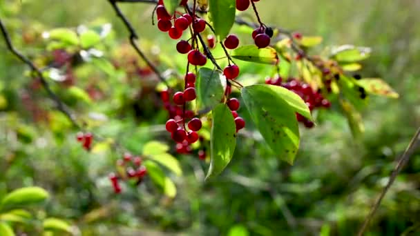 Caprifoglio è un arbusto velenoso con bacche rosse, illuminato dal sole. Lonicera xylosteum — Video Stock