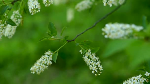 Beautiful bird cherry blossoms in the spring tree in the wind video. — Stock Video