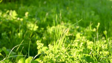 Alchemilla Mollis Panorama videosunu kelepçele. Sahadaki tıbbi tesis.