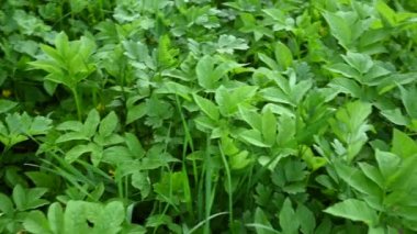 Aegopodyum. İlaç fabrikası, ot, kamera hareketi panoraması.