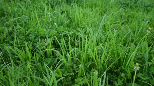 Zielona trawa w panoramie wiosennej — Wideo stockowe