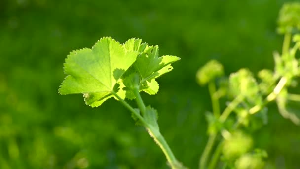 Planta Manguito Cámara Estática Vídeo Planta Medicinal Campo Imágenes Alta — Vídeos de Stock