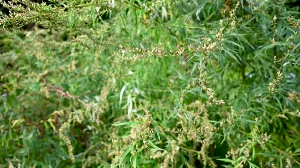 乔木在秋天苦涩,成熟了种子的植物.全景，运动相机视频. — 图库视频影像