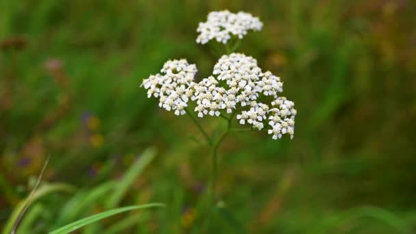 Yarrow flower in the wind. Achillea millefolium video 4k — Stock Video