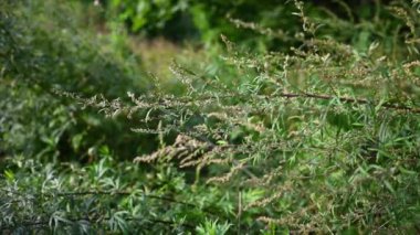 Sonbaharda acı Wormwood, bitkinin olgun tohumları. Panorama, hareket kamerası videosu.
