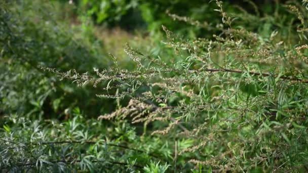 Ajenjo amargo en otoño, semillas maduras de la planta. Panorama, vídeo de cámara de movimiento. — Vídeo de stock