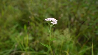 Rüzgarda savrulan kiraz çiçeği. Achillea millefolium video 4k