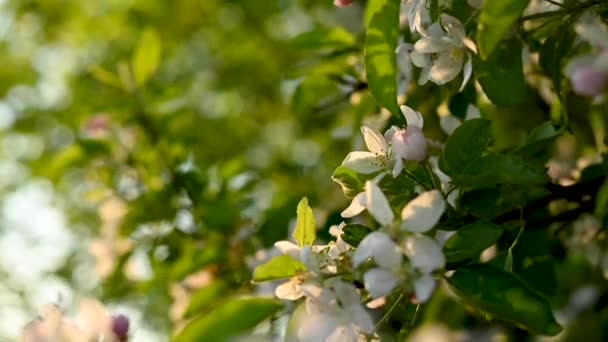 Eine wunderschöne Apfelblüte im Gegenlicht bei Sonnenuntergang. Sonnenlicht. Video. — Stockvideo