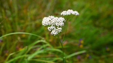 Rüzgarda savrulan kiraz çiçeği. Achillea millefolium video 4k