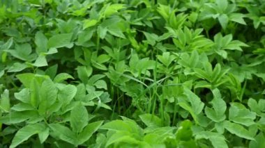 Aegopodyum. İlaç fabrikası, ot, kamera hareketi panoraması.