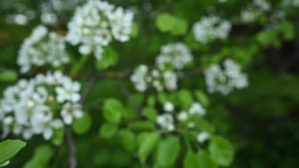 春に、梨の花の枝。パノラマビデオ映像. — ストック動画