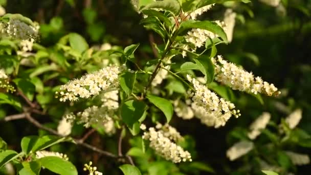 Beautiful bird cherry blossoms in the spring tree in the wind video motion camera. Panorama. — Stock Video