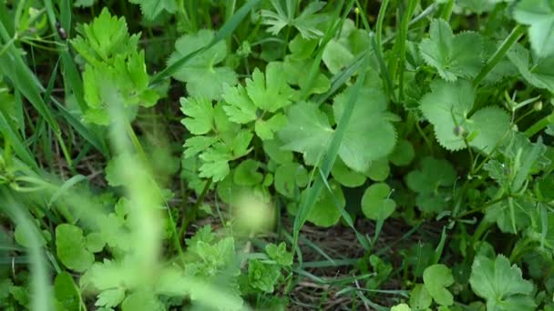 Planta manguito alquimilla mollis panorama video. Planta medicinal en el campo — Vídeos de Stock