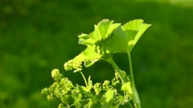 Rüzgâr statik kamera videosundaki alchemilla mollis 'i kelepçele. Sahadaki tıbbi tesis.