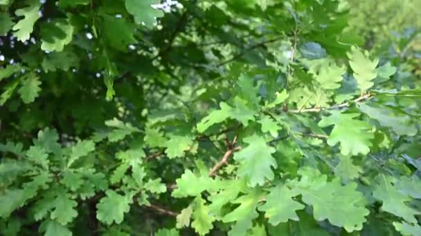 Ekträd på sommaren med gröna blad. Panorama rörelse kamera video. — Stockvideo