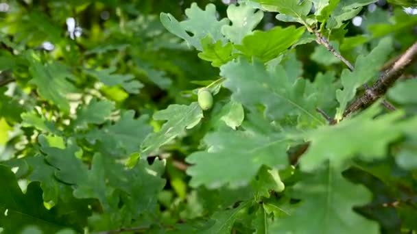 Nyáron tölgyfa zöld levelekkel. Statikus videokamera. — Stock videók