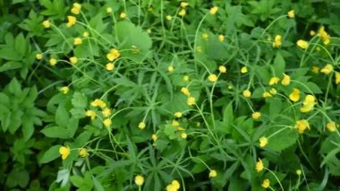 Tarlada sarı düğün çiçeği. Ranunculus. Panorama videosu.