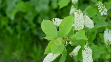 Rüzgar videosundaki bahar ağacında güzel kuş kirazları çiçek açıyor..