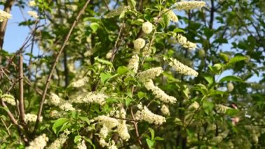 Rüzgar kamerasında bahar ağacında güzel kuş kirazları çiçek açar. Panorama.