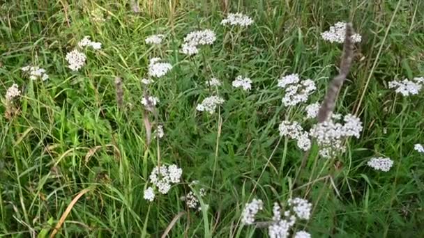 Schafgarbenblüte auf dem Feld. Achillea millefolium panorama video 4k — Stockvideo