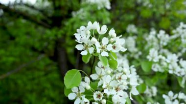 Armut çiçekleri baharda dallanır. Panorama video görüntüleri.