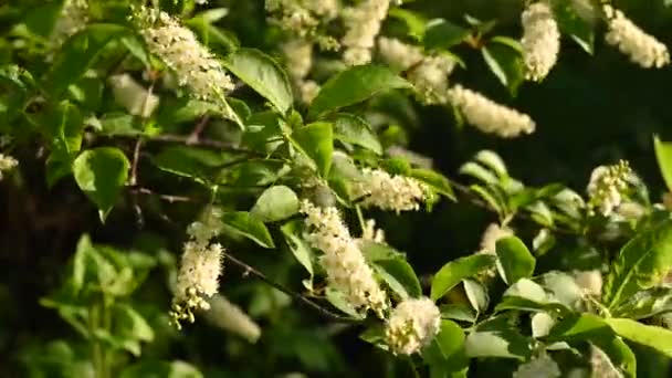 Vackra fågelkörsbär blommar i vårträdet i blåsvideon. Statisk kamera. — Stockvideo