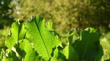 Rumex Confertus, Panorama Motion Kamera 4K görüntülerini sunuyor.