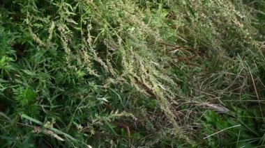 Sonbaharda acı Wormwood, bitkinin olgun tohumları. Panorama, hareket kamerası videosu.