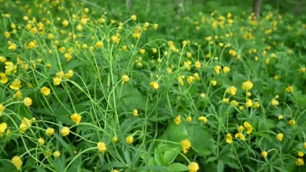 Fleur de buttercup jaune dans le champ. Ranunculus. Vidéo Panorama. — Video